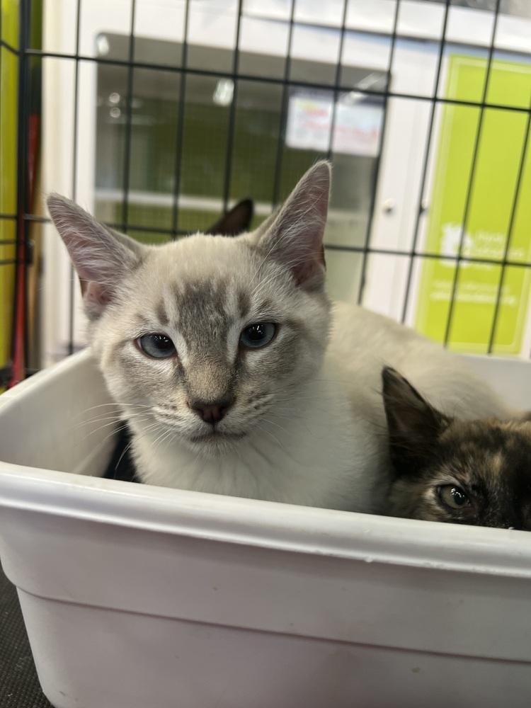 Sno Ball, a Adoptable Domestic Short Hair in Blanchard, OK image 3/3