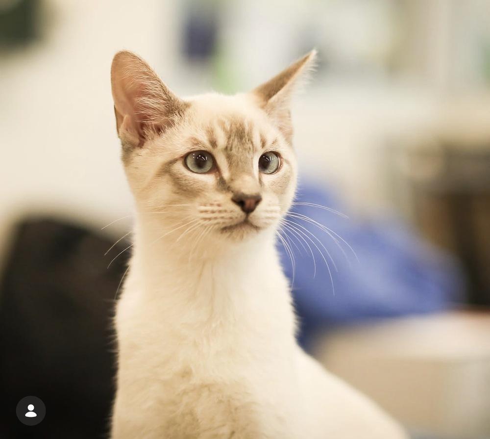 Sno Ball, a Adoptable Domestic Short Hair in Blanchard, OK image 6/6