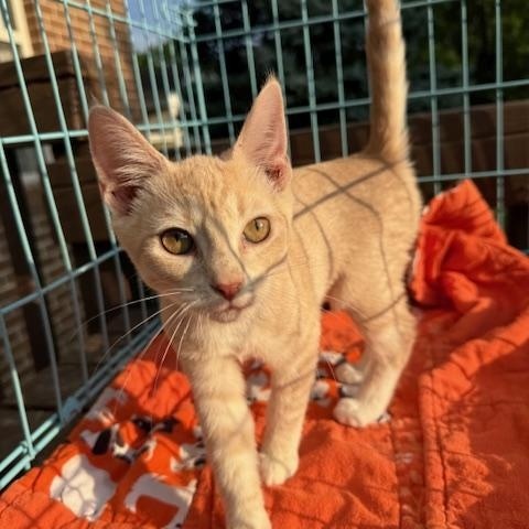 Buffy, Adoptable, Kitten Male Domestic Short Hair.