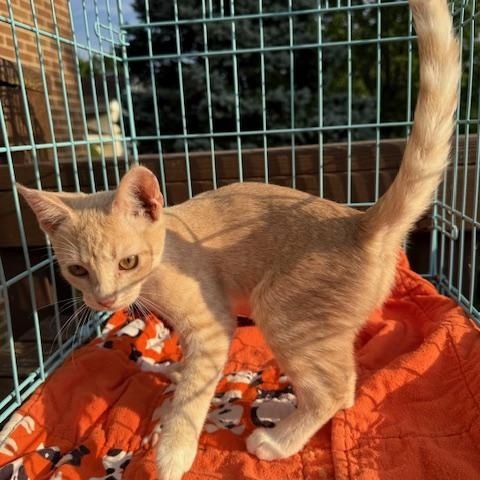 Buffy, a Adoptable Domestic Short Hair in Atwater, OH image 2/2