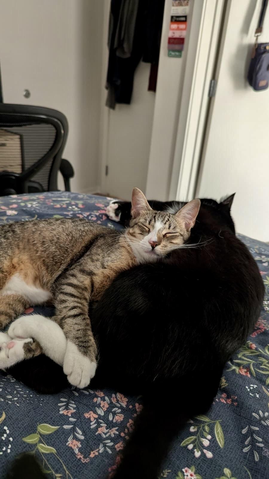 Enlarge Geronimo and Poundcake, an adoptable Domestic Short Hair in Seattle, WA image 1/6