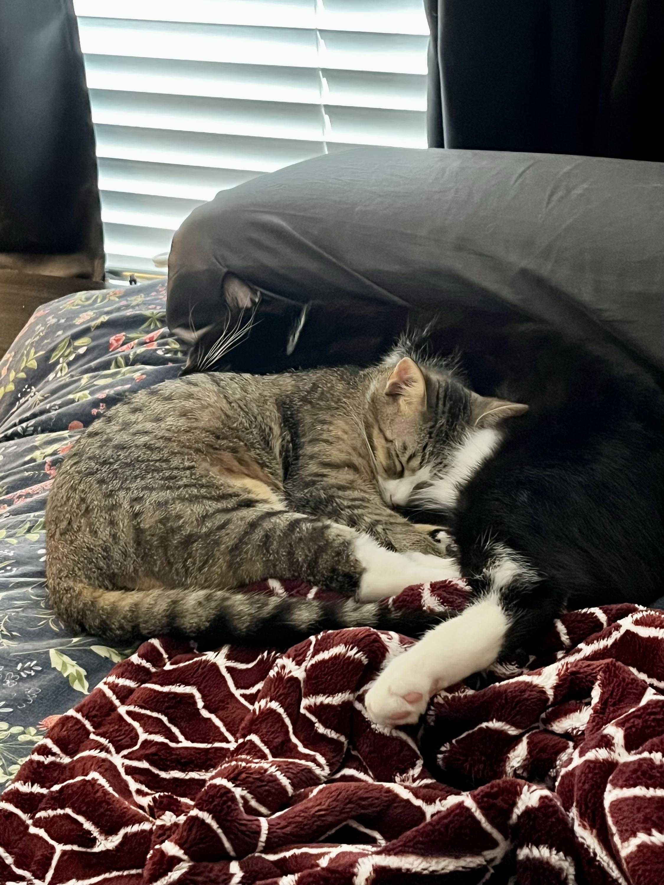 Enlarge Geronimo and Poundcake, an adoptable Domestic Short Hair in Seattle, WA image 2/6