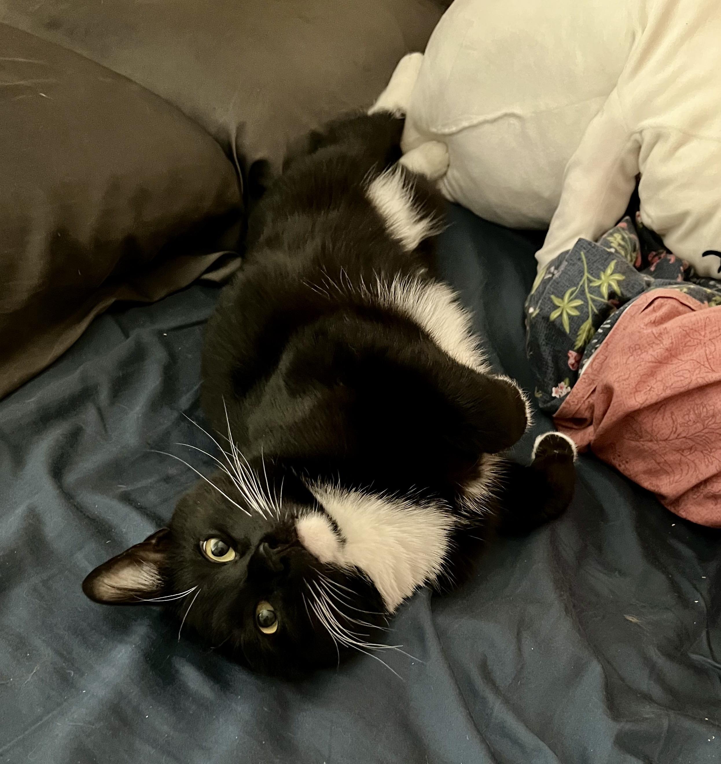 Enlarge Geronimo and Poundcake, an adoptable Domestic Short Hair in Seattle, WA image 6/6