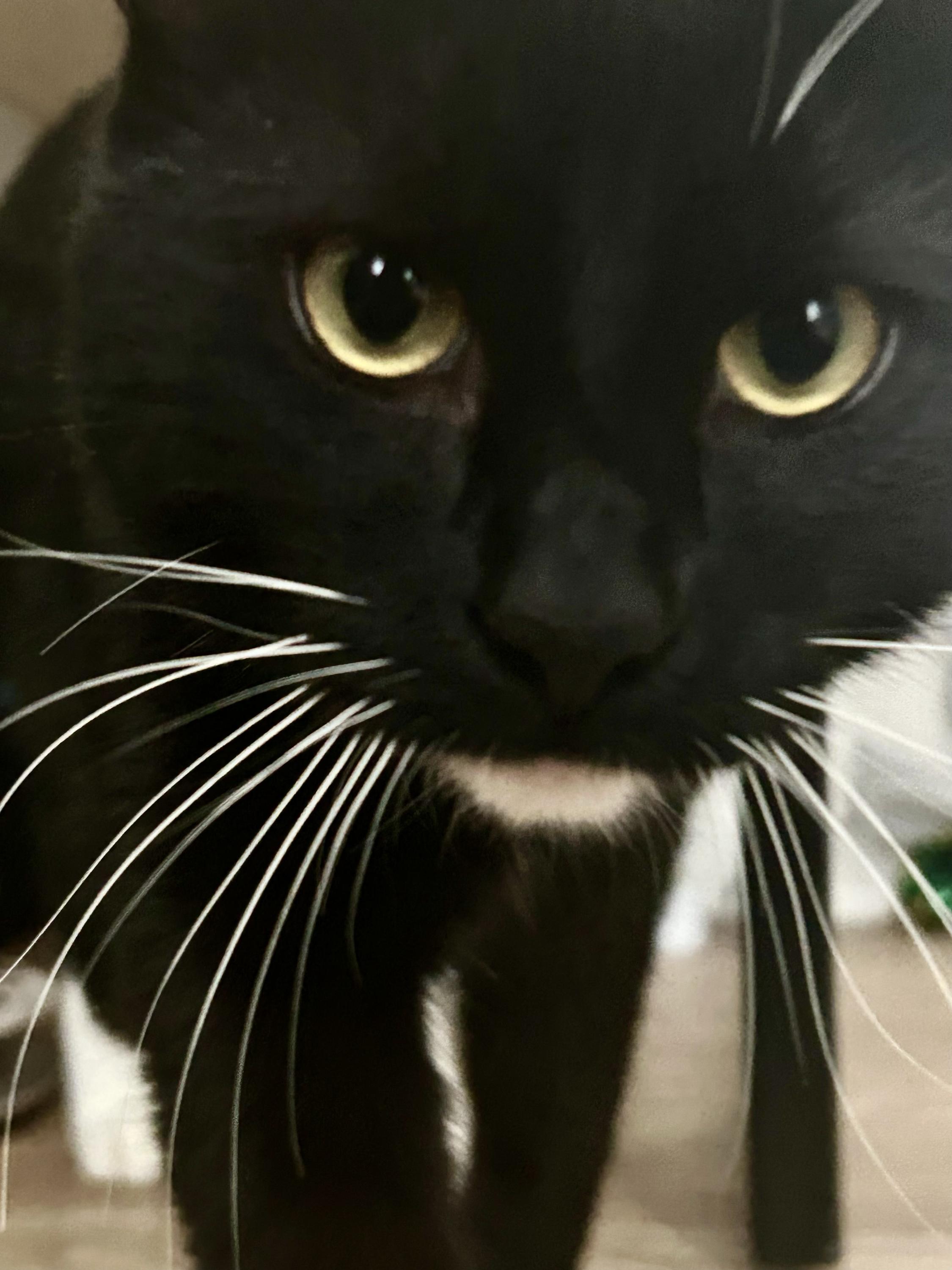 Enlarge Geronimo and Poundcake, an adoptable Domestic Short Hair in Seattle, WA image 5/6