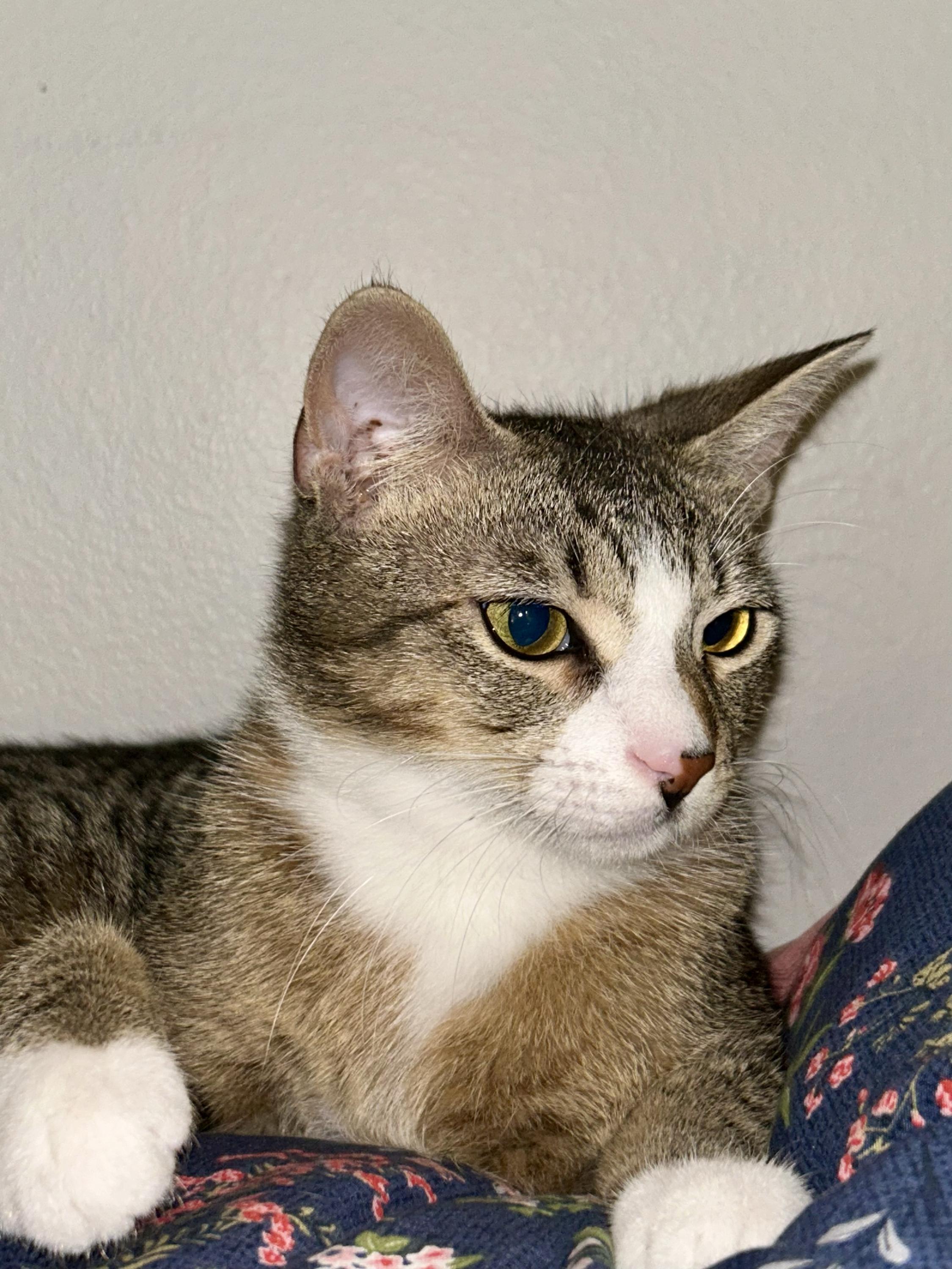 Enlarge Geronimo and Poundcake, an adoptable Domestic Short Hair in Seattle, WA image 4/6