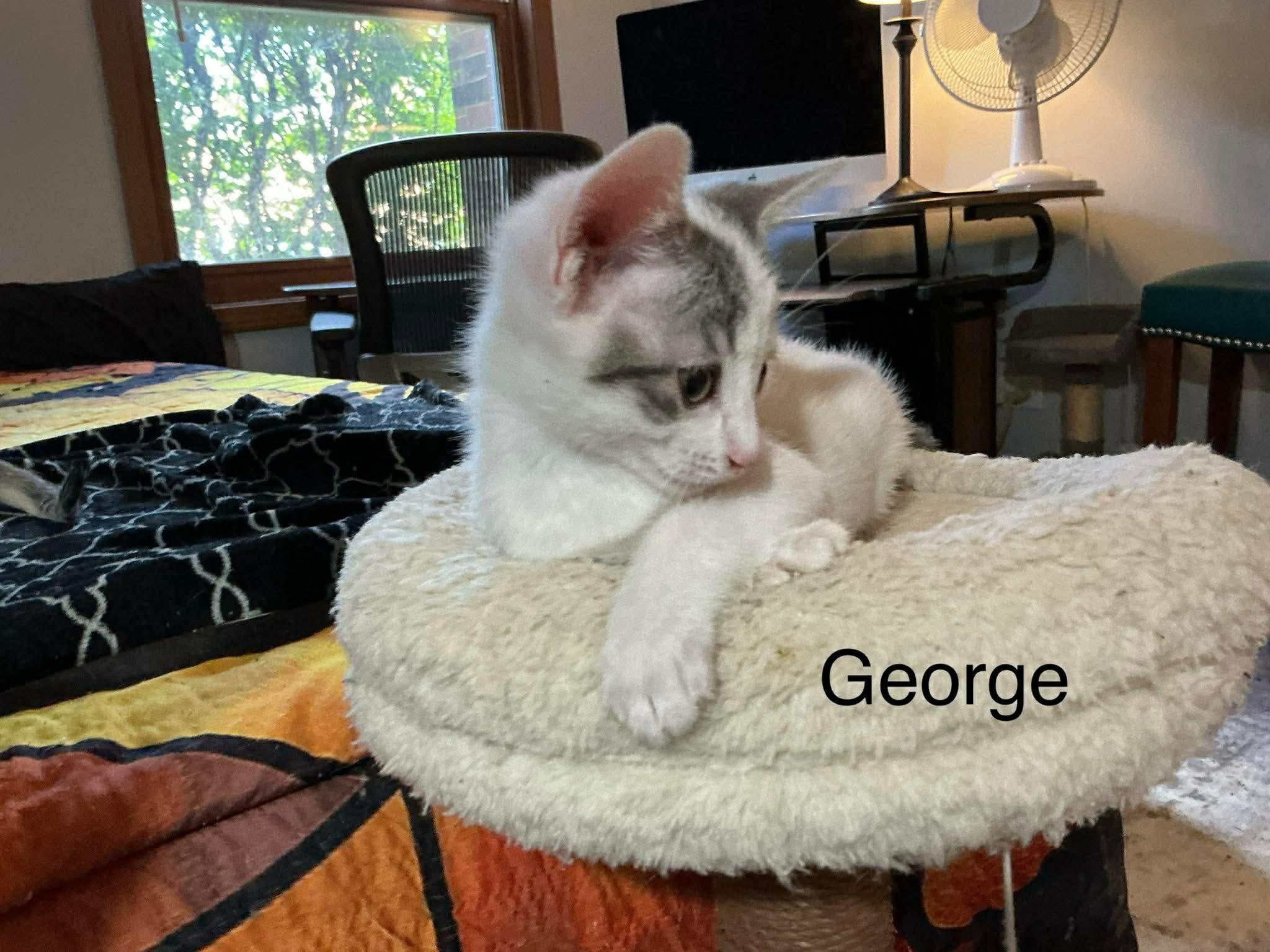 George, ADOPTABLE, Kitten Male Domestic Short Hair.