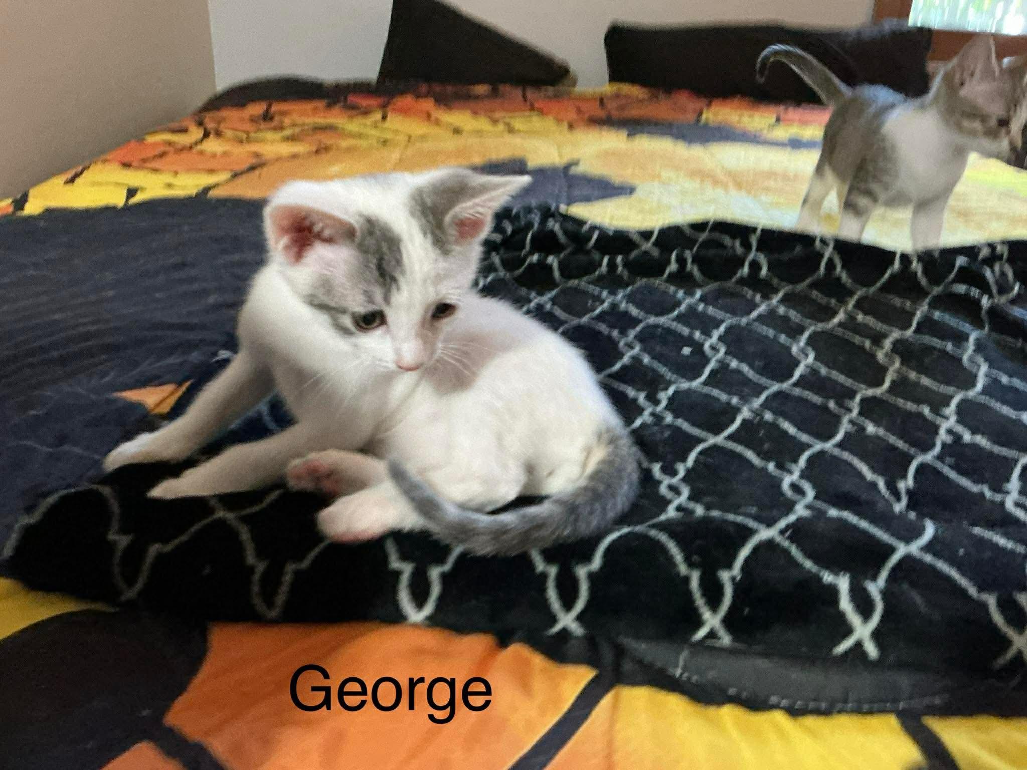 George, a ADOPTABLE Domestic Short Hair in Crystal Lake, IL image 2/3