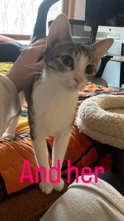 Enlarge George, a ADOPTABLE Domestic Short Hair in Crystal Lake, IL video 3/3