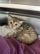 Enlarge Anika, a Adoptable Domestic Short Hair in Manitowoc, WI image 1/1