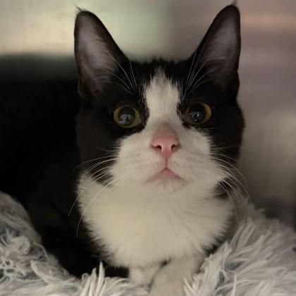 Enlarge Russell, an adopted Domestic Short Hair in North Myrtle Beach, SC image 3/4