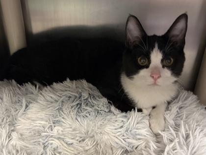 Enlarge Russell, an adopted Domestic Short Hair in North Myrtle Beach, SC image 4/4