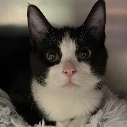 Enlarge Russell, an adopted Domestic Short Hair in North Myrtle Beach, SC image 1/4