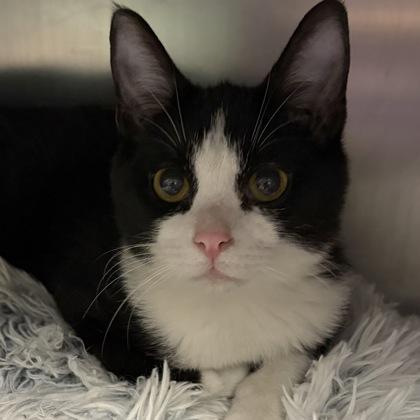 Enlarge Russell, an adopted Domestic Short Hair in North Myrtle Beach, SC image 2/4