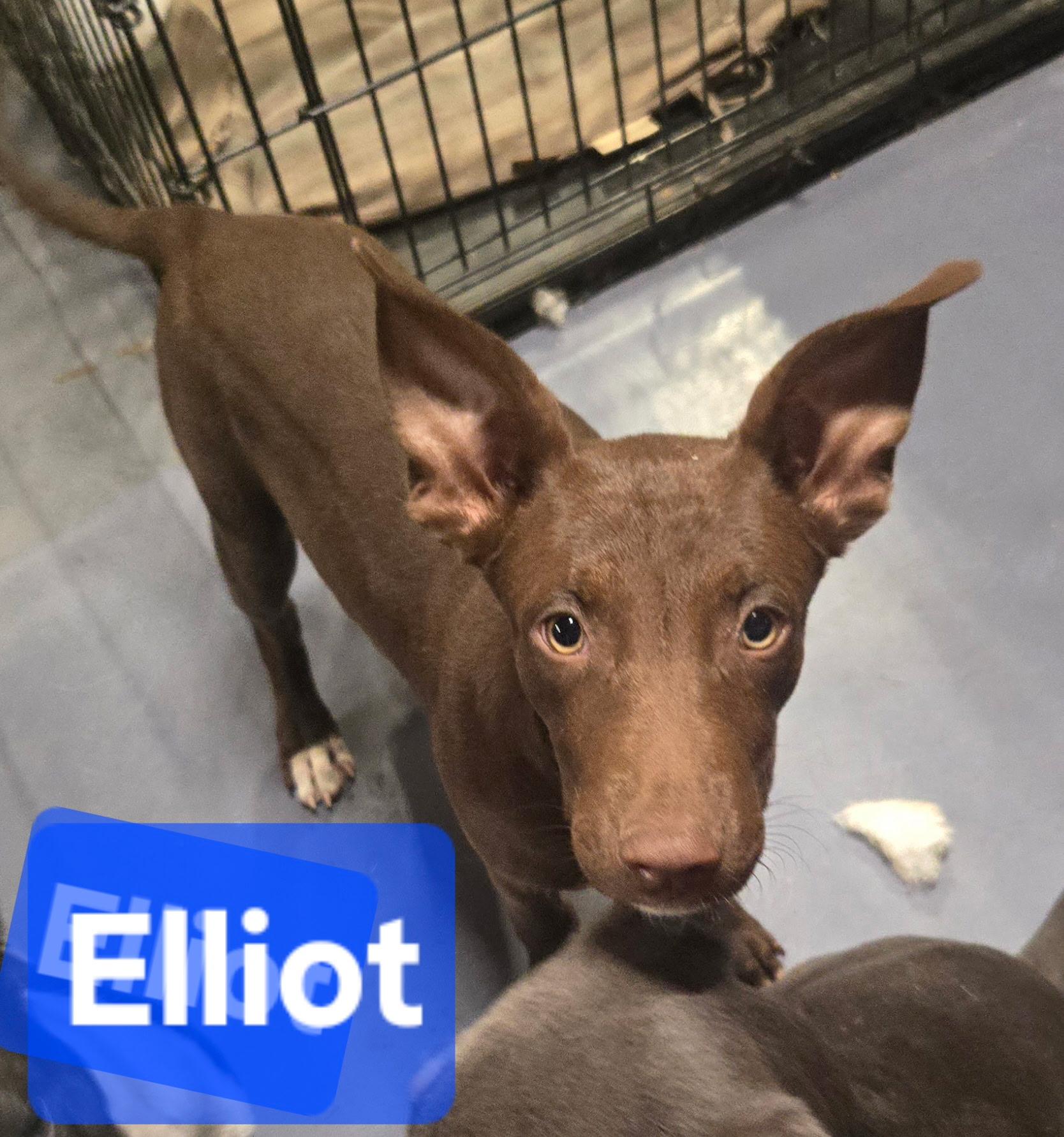 Enlarge Elliott, a Adoptable mixed breed in Holly Springs, MS image 4/5