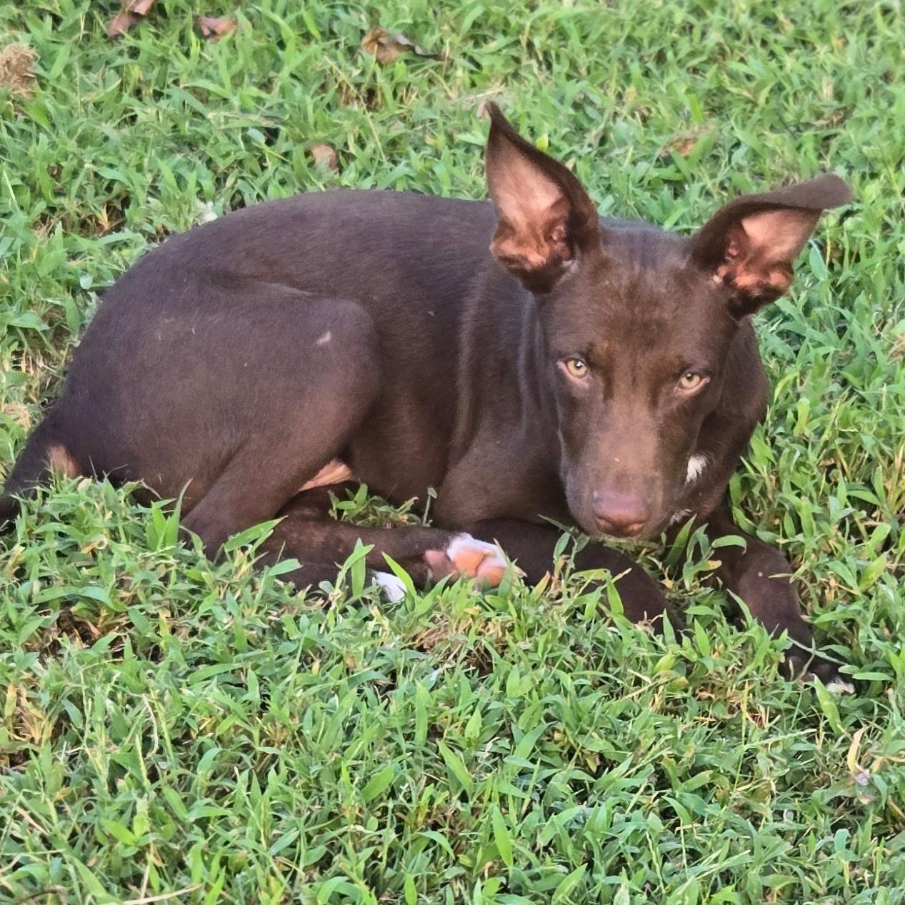 Enlarge Elliott, a Adoptable mixed breed in Holly Springs, MS image 5/5