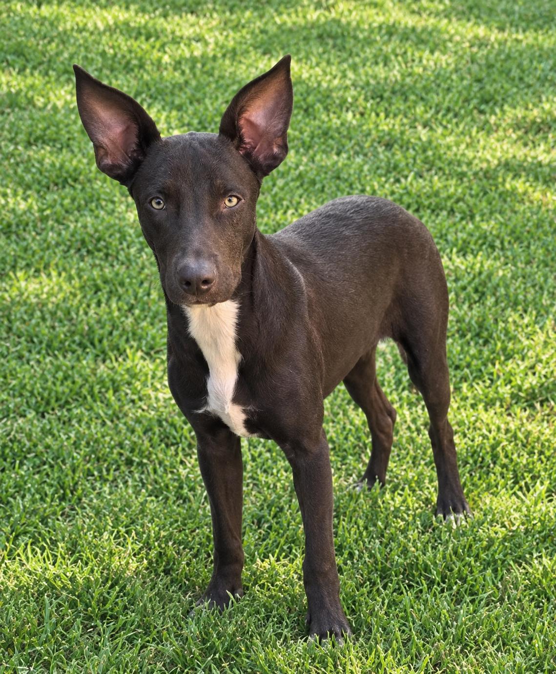 Enlarge Elliott, a Adoptable mixed breed in Holly Springs, MS image 1/5