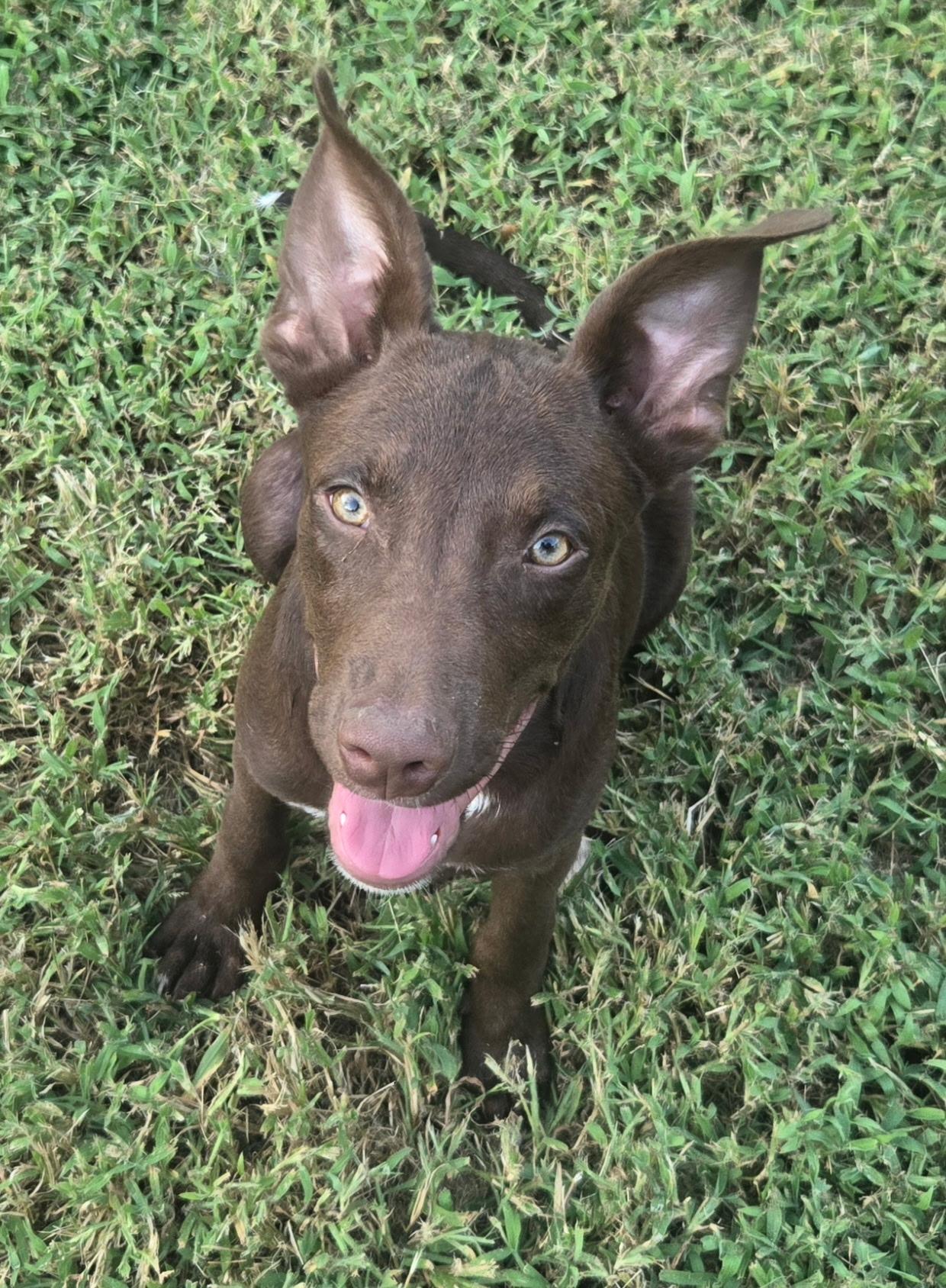 Enlarge Elliott, a Adoptable mixed breed in Holly Springs, MS image 2/5