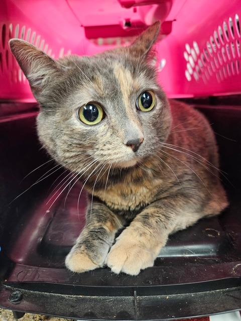 Dolly Mae, Adoptable, Adult Female Domestic Long Hair.