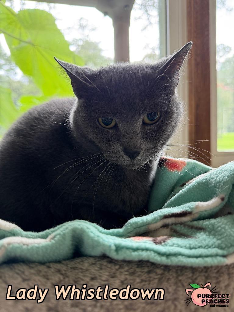 Lady Whistledown, Adoptable, Senior Female Russian Blue.