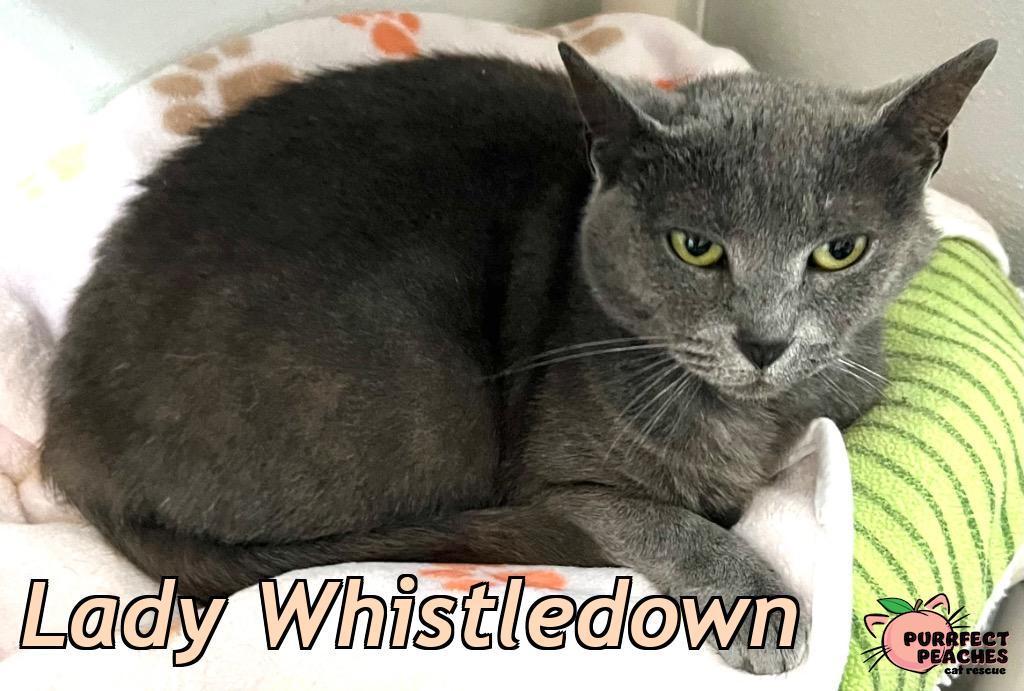 Lady Whistledown, Adoptable, Senior Female Russian Blue.