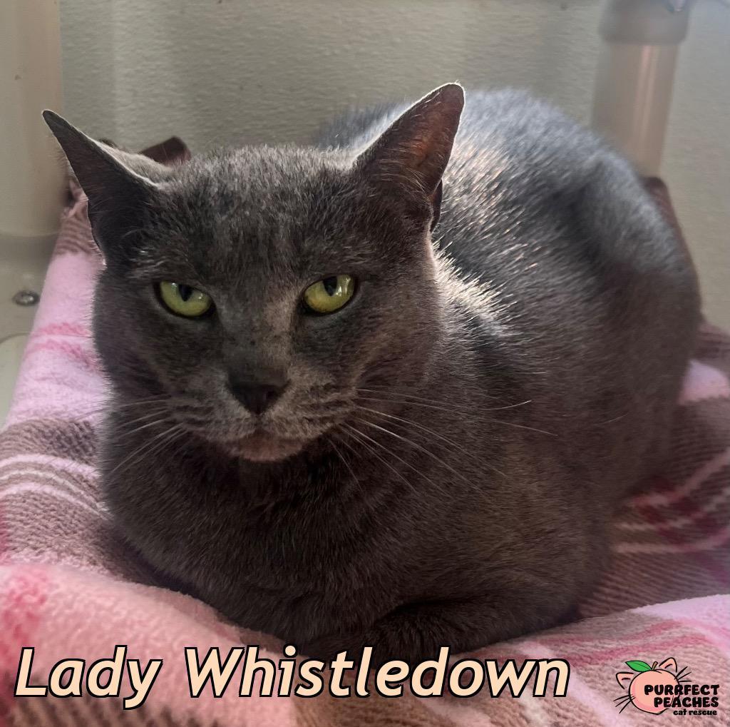 Lady Whistledown, a Adoptable mixed breed in Douglasville, GA image 3/6