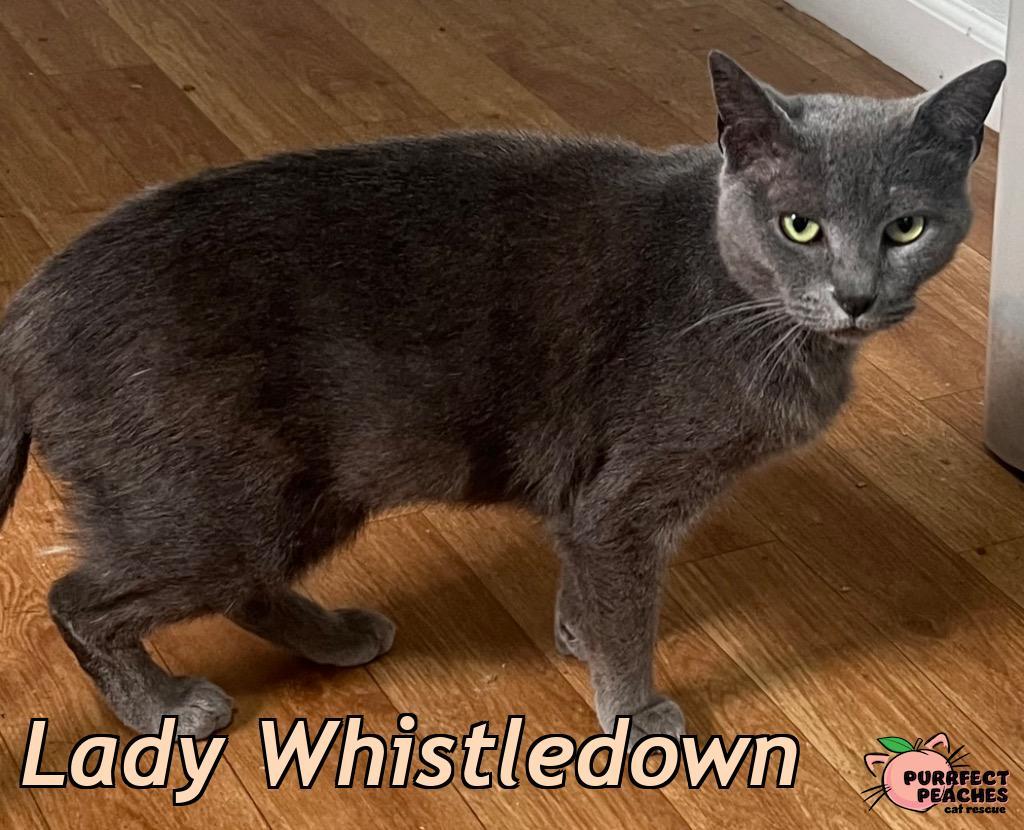 Enlarge Lady Whistledown, a Adoptable mixed breed in Douglasville, GA image 3/4