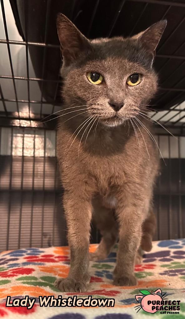 Enlarge Lady Whistledown, a Adoptable mixed breed in Douglasville, GA image 2/2