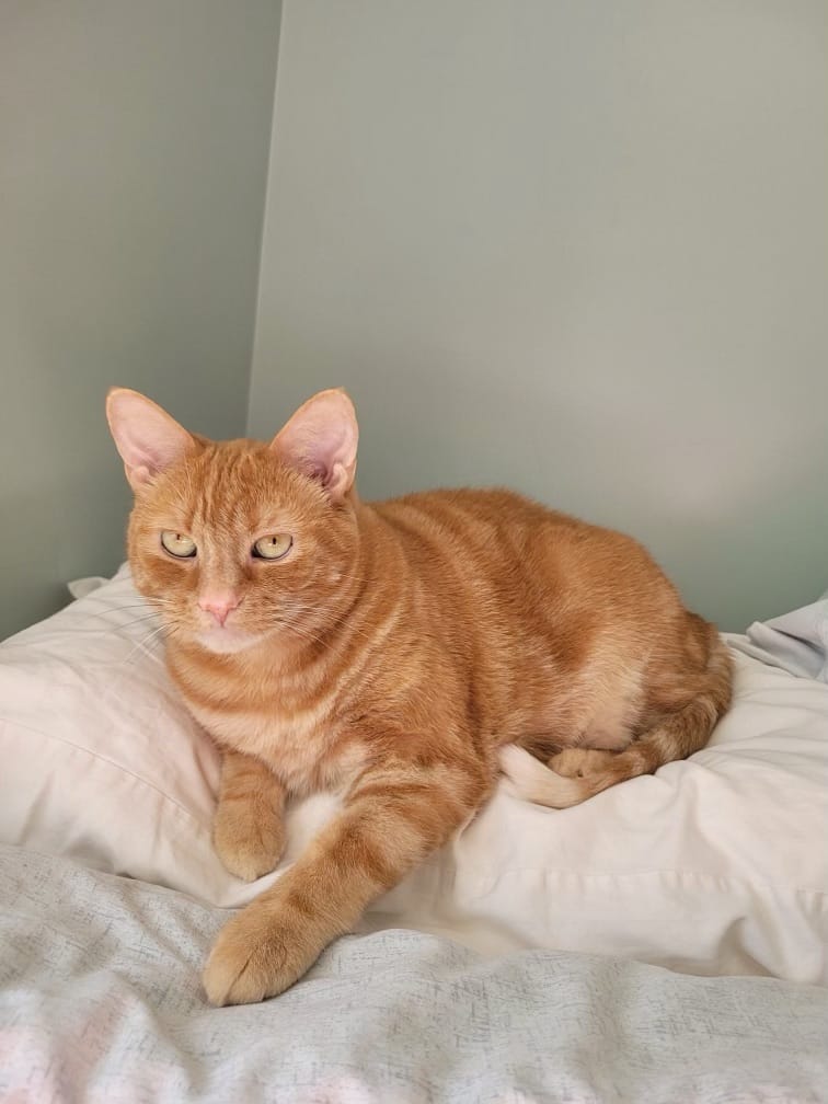 Penny, Adopted, Adult Female Tabby.