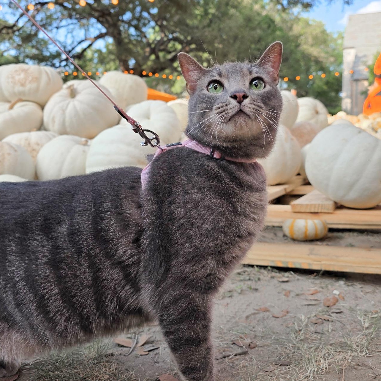 Enlarge Sid, a Adoptable Domestic Short Hair in New Orleans, LA image 1/1