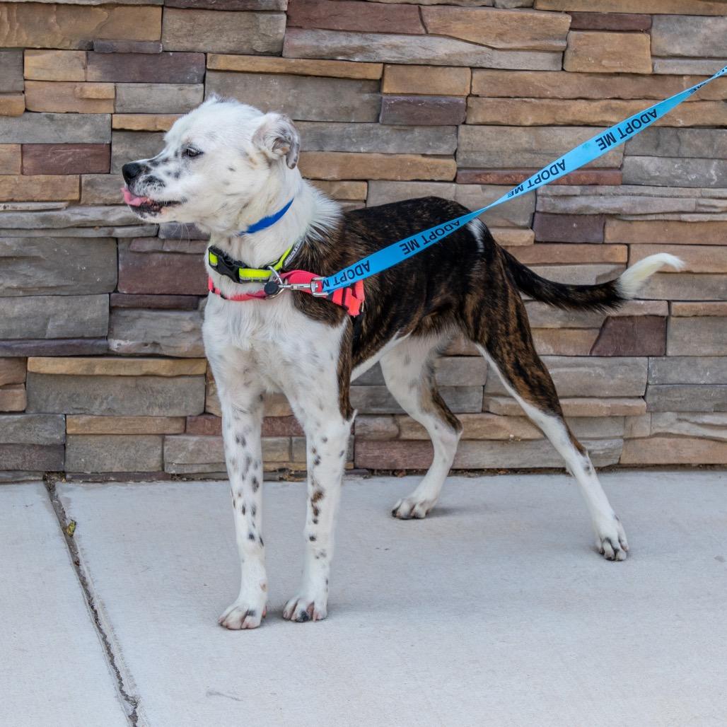 Jango, Adoptable, Young Male Boxer & Mixed Breed.