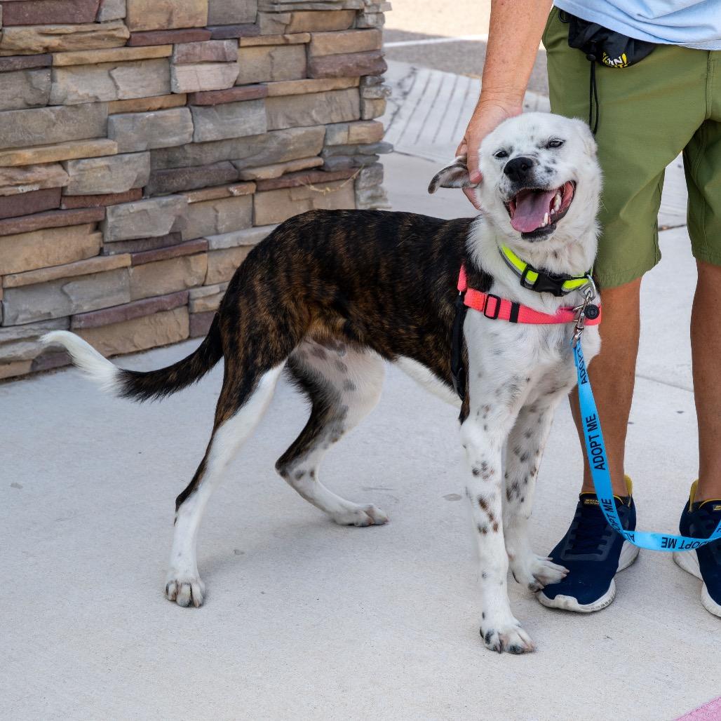 Enlarge Jango, a Adoptable mixed breed in Albuquerque, NM image 2/6