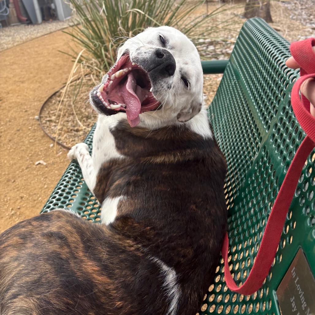 Enlarge Jango, a Adoptable mixed breed in Albuquerque, NM image 3/6