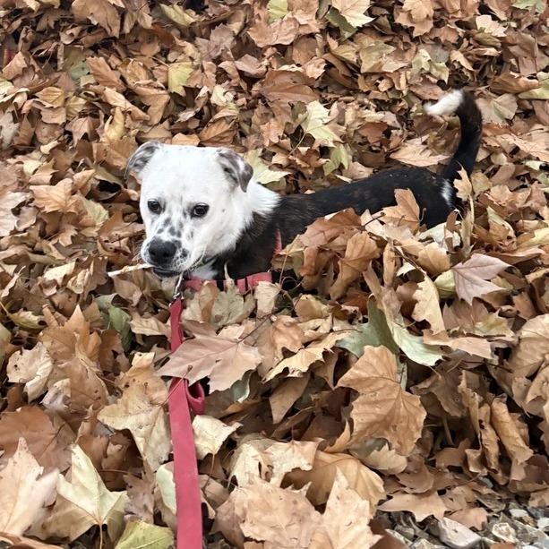 Enlarge Jango, a Adoptable mixed breed in Albuquerque, NM image 3/6