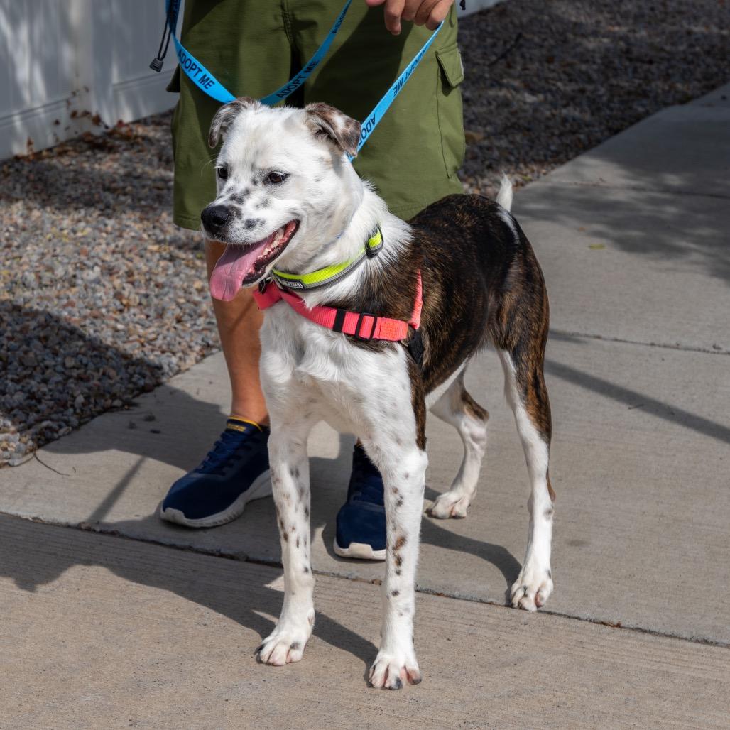 Enlarge Jango, a Adoptable mixed breed in Albuquerque, NM image 5/6