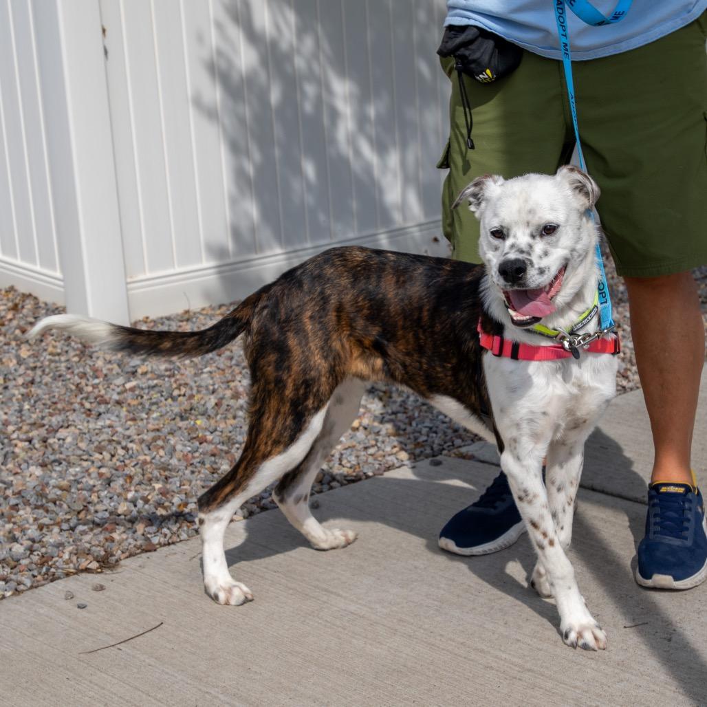 Enlarge Jango, a Adoptable mixed breed in Albuquerque, NM image 6/6
