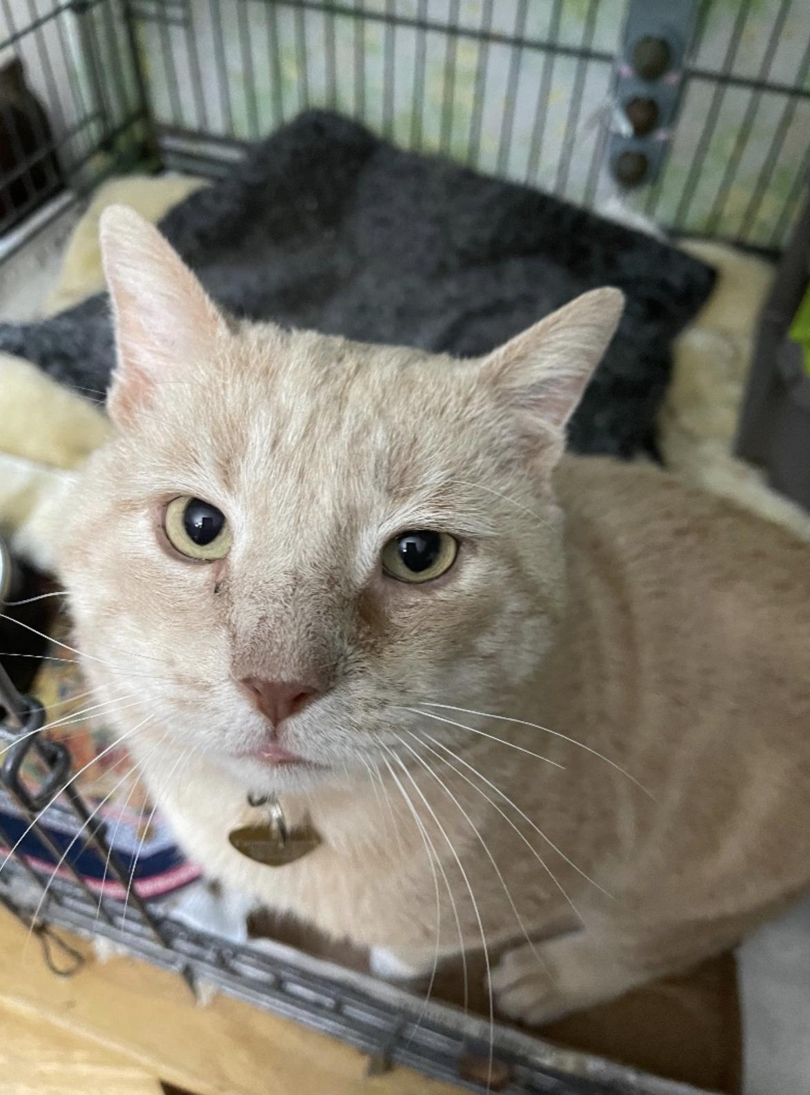 Neuman, a Adoptable Domestic Short Hair in Philadelphia, PA image 1/6