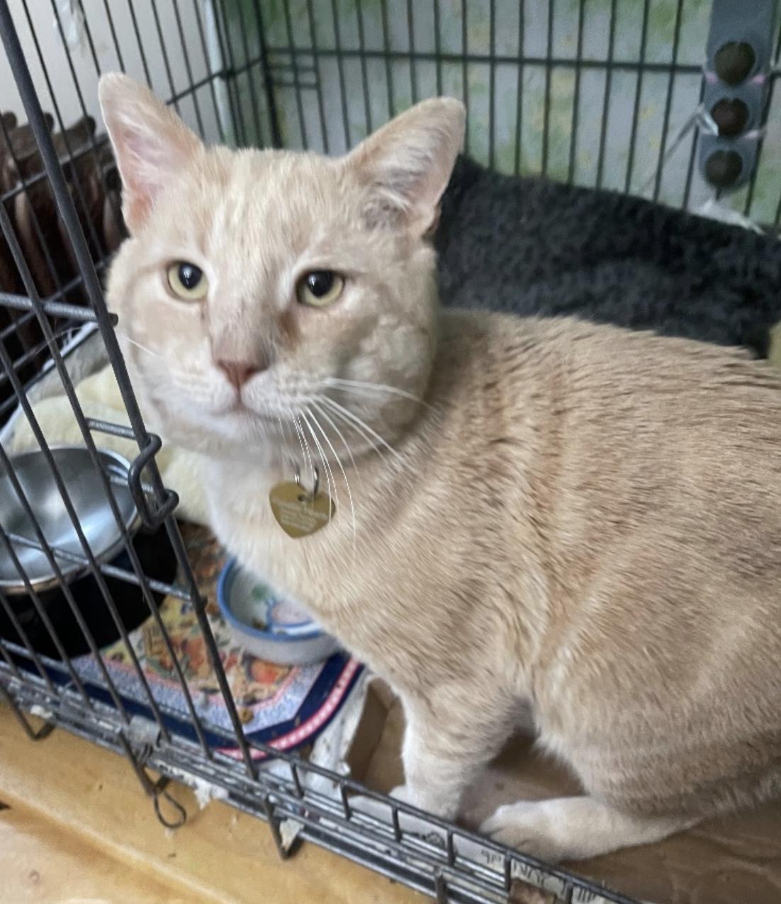 Neuman, a Adoptable Domestic Short Hair in Philadelphia, PA image 3/6