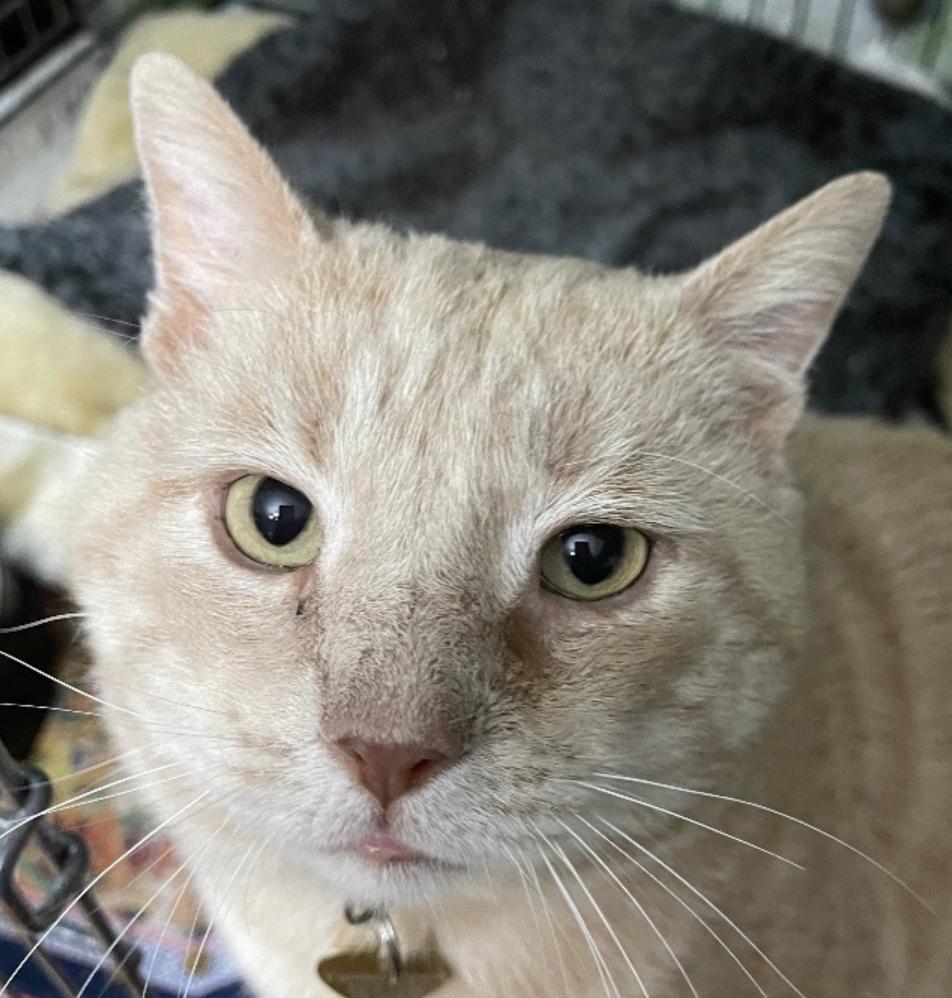 Neuman, a Adoptable Domestic Short Hair in Philadelphia, PA image 5/6