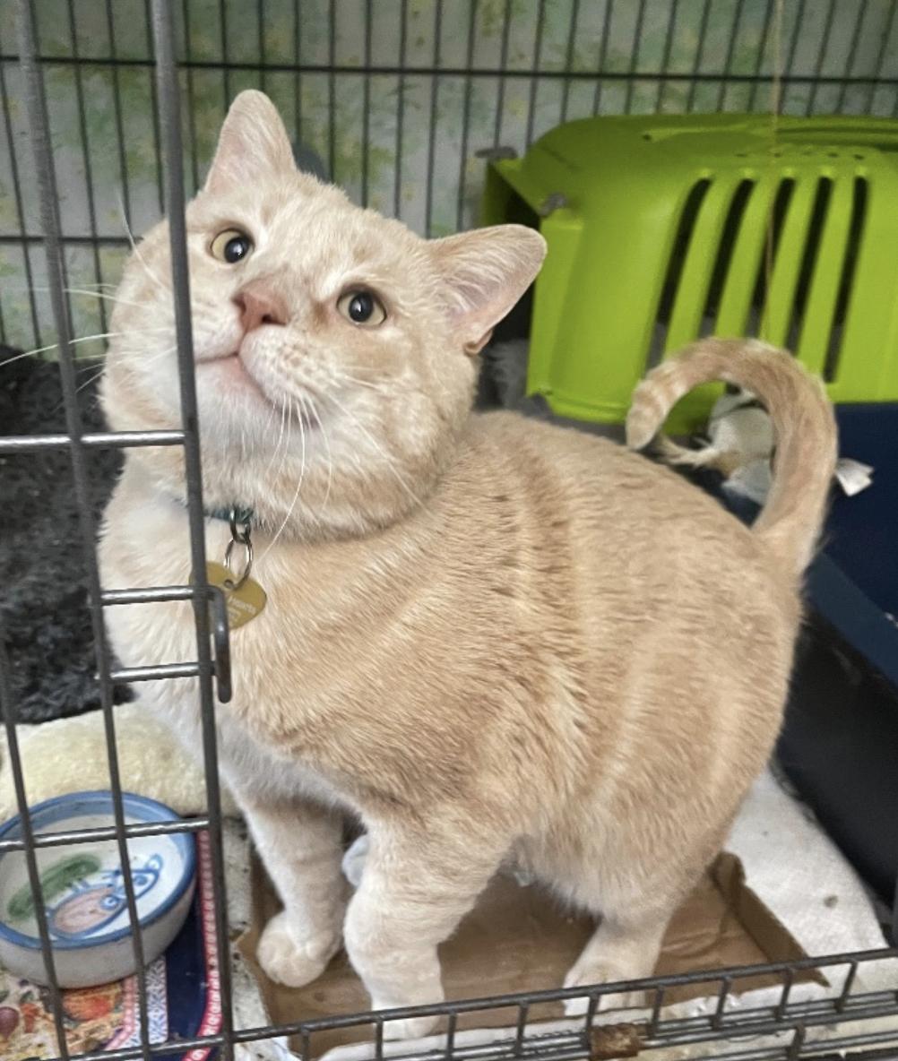 Neuman, a Adoptable Domestic Short Hair in Philadelphia, PA image 6/6