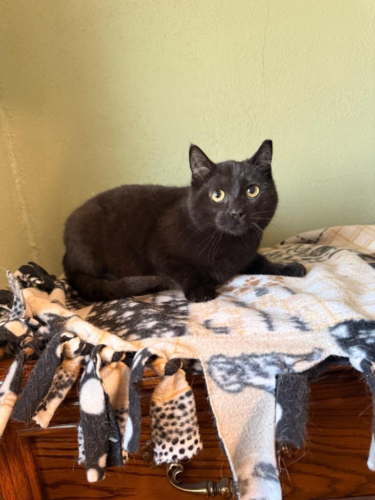 Enlarge Poppy, a Adoptable mixed breed in Boone, IA image 1/3