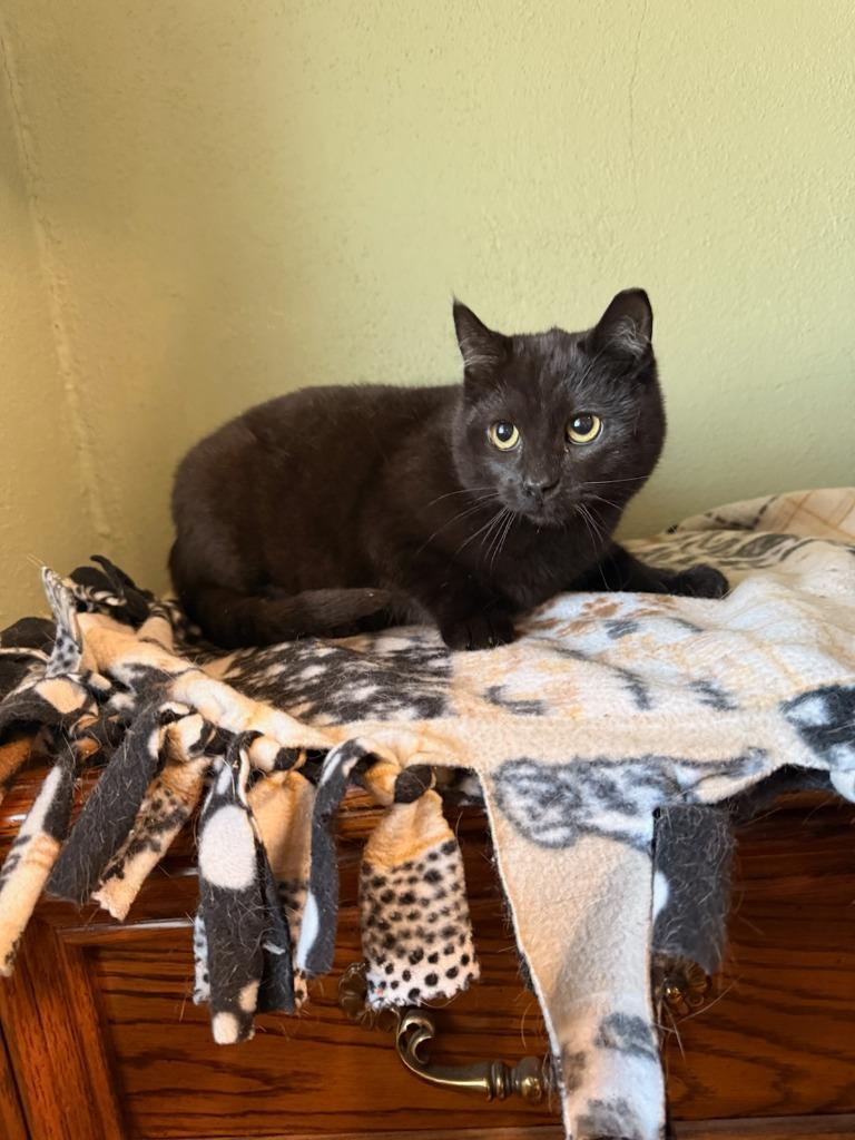 Enlarge Poppy, a Adoptable mixed breed in Boone, IA image 2/3