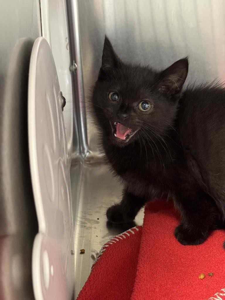 Enlarge Poppy, a Adoptable mixed breed in Boone, IA image 3/3