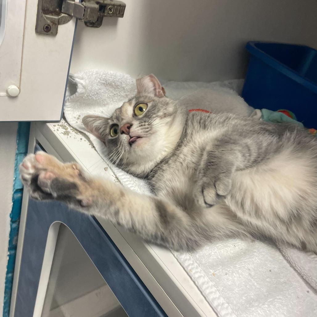 Snowdrop, Adoptable, Young Female Domestic Short Hair.