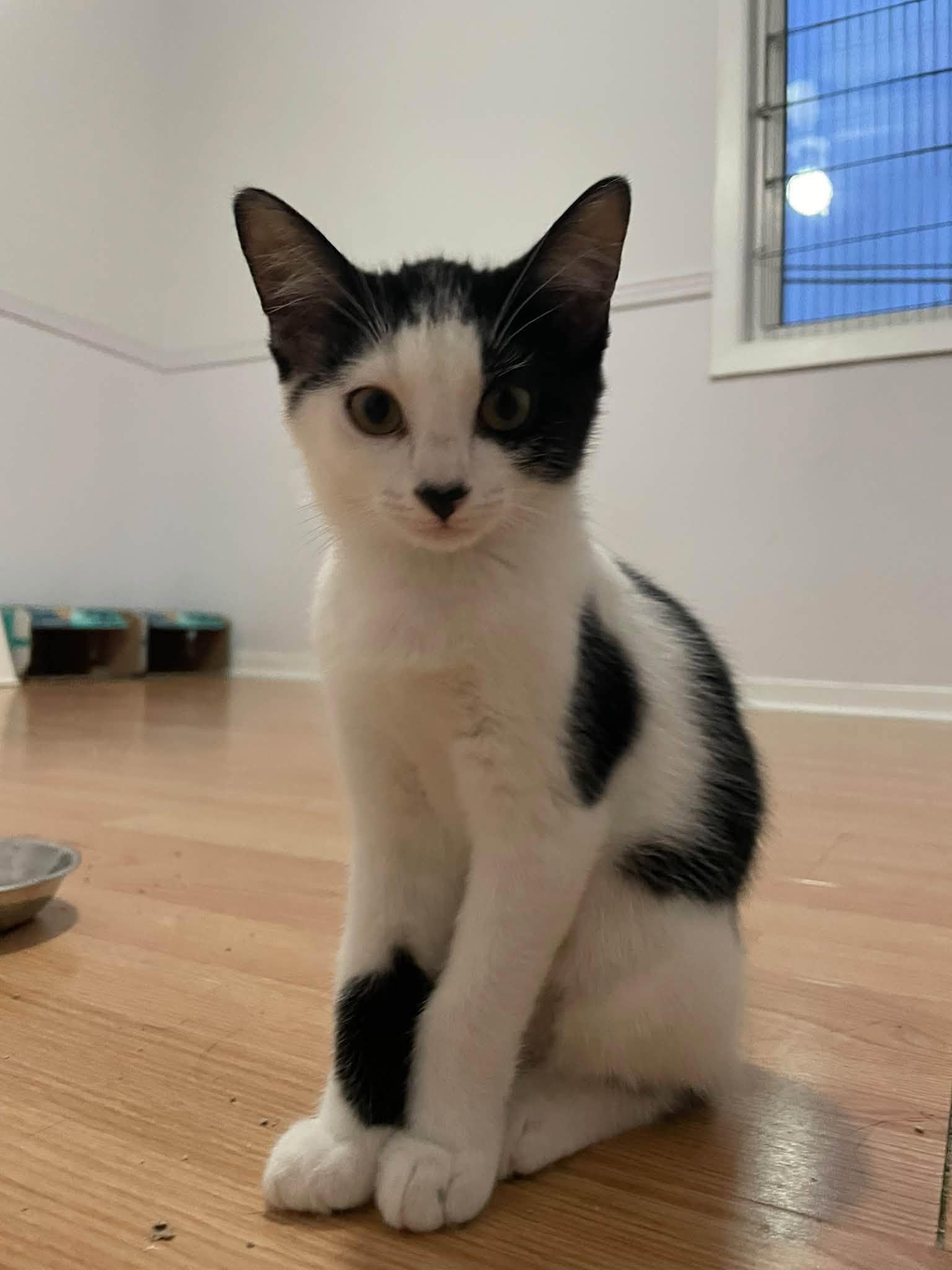 Lisa, Adoptable, Young Female Domestic Short Hair.