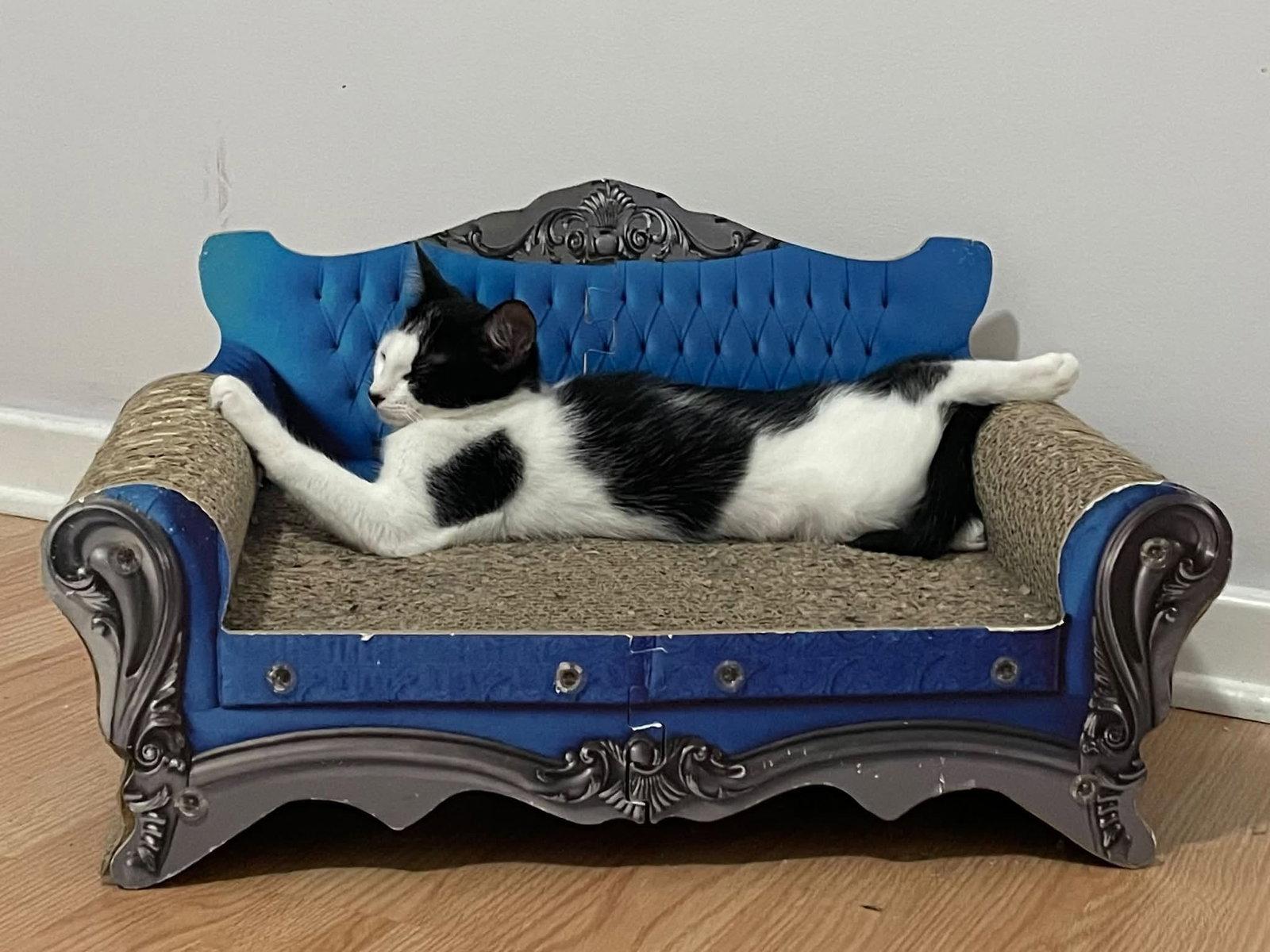 Enlarge Lisa, a Adoptable Domestic Short Hair in Orleans, ON image 2/3