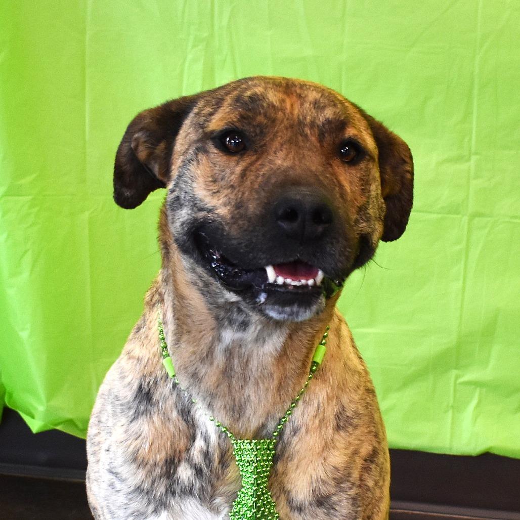 Ron, a Adoptable Pit Bull Terrier in Rifle, CO image 3/6