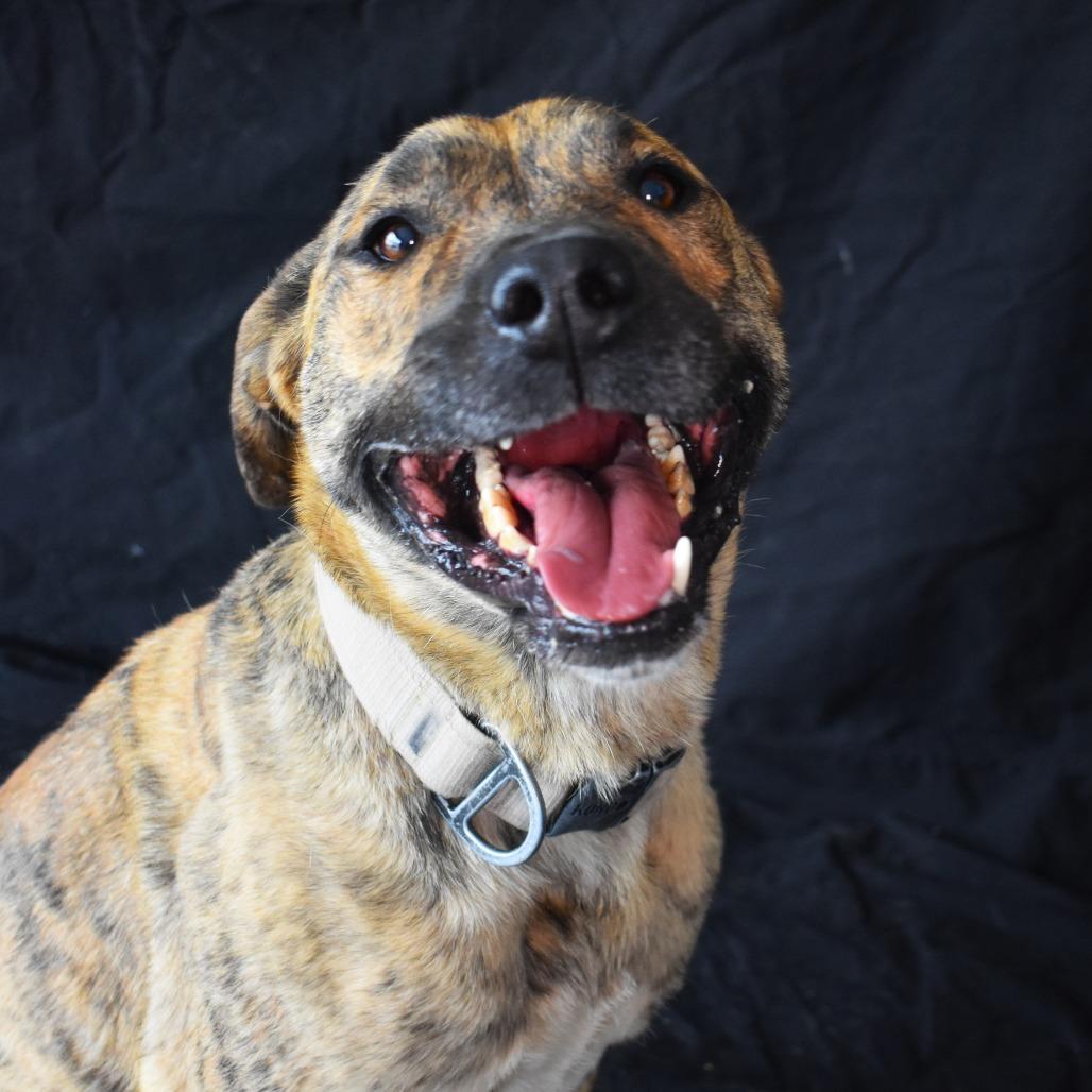 Ron, a Adoptable Pit Bull Terrier in Rifle, CO image 4/6