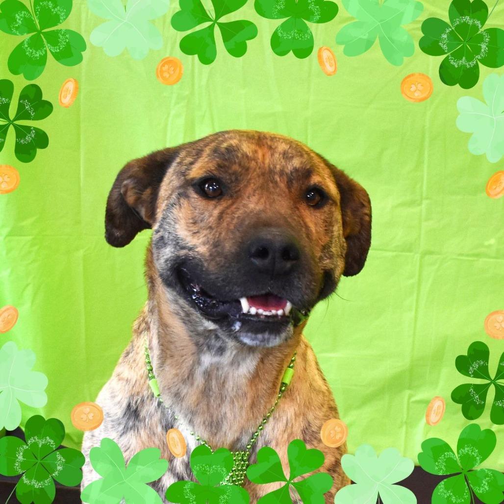 Ron, a Adoptable Pit Bull Terrier in Rifle, CO image 5/6