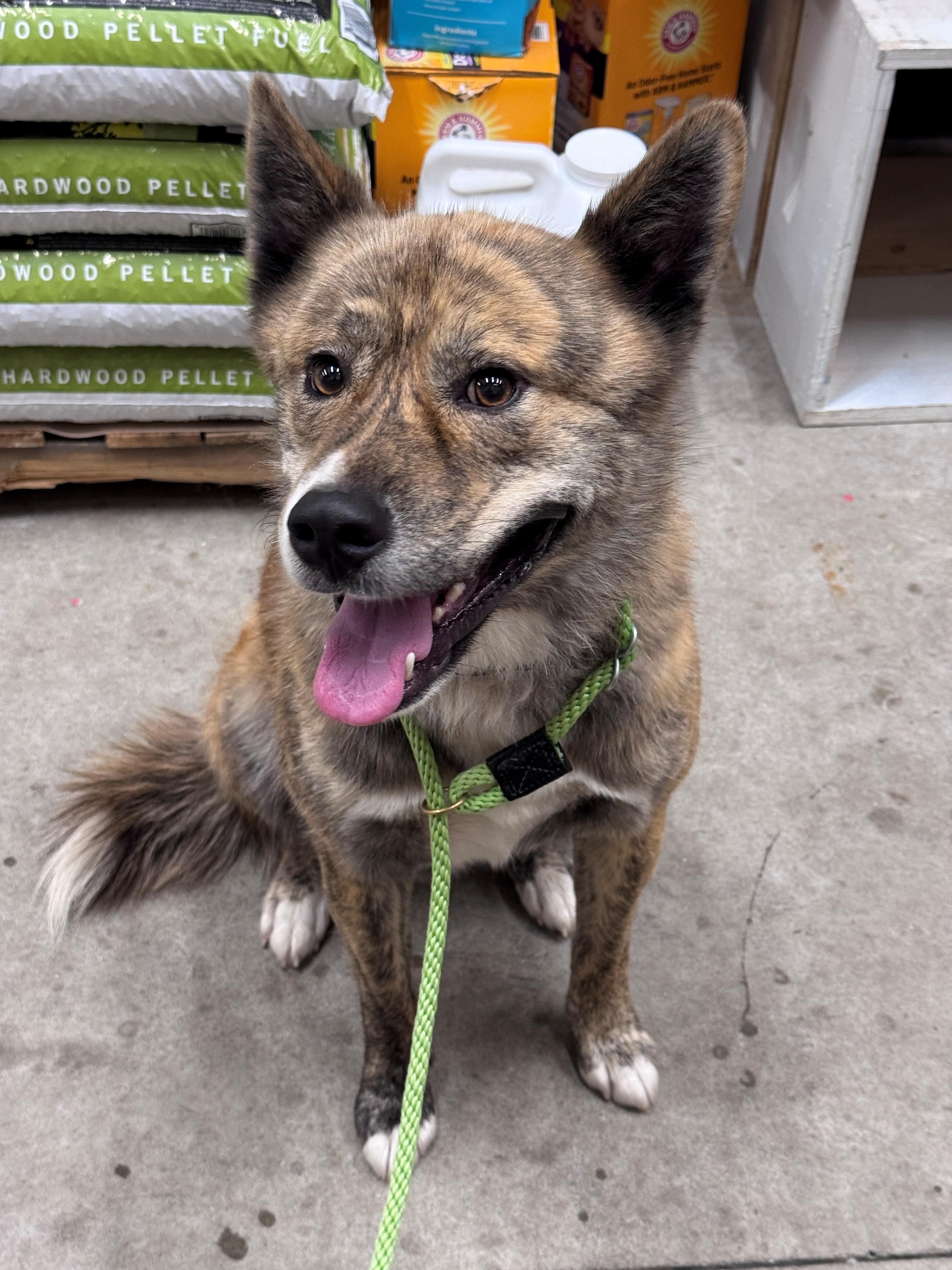 Rocky, ADOPTABLE, Adult Male Husky & Shepherd.