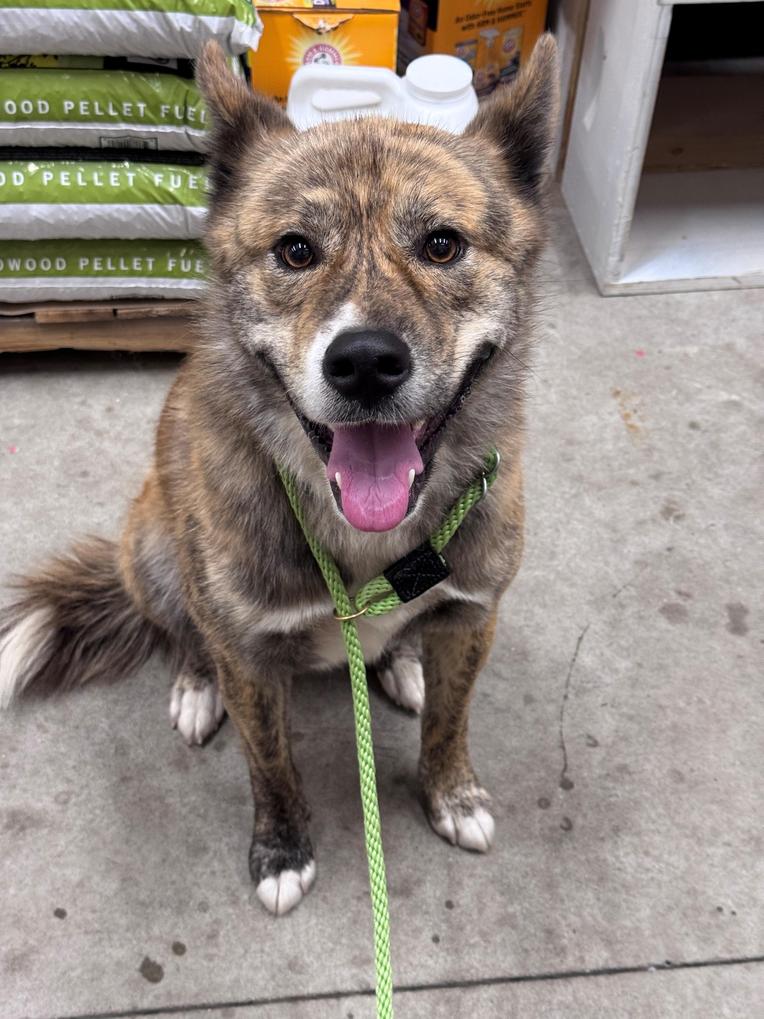 Rocky, a ADOPTABLE mixed breed in Hackensack, MN image 2/2